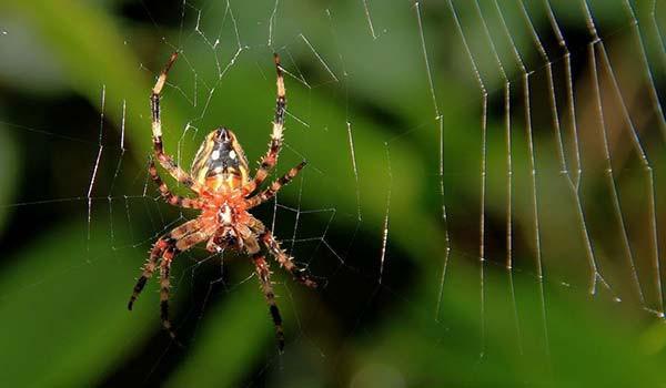 Rüyada örümcek görmek nedir? Örümcek ağı, örümcek ısırması...